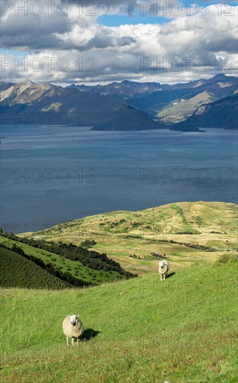 Sheep in a meadow