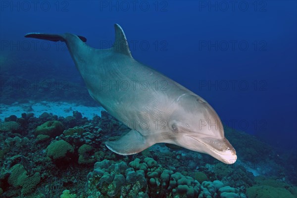 Bottlenose dolphin