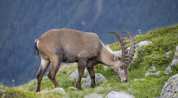 Alpine Ibex