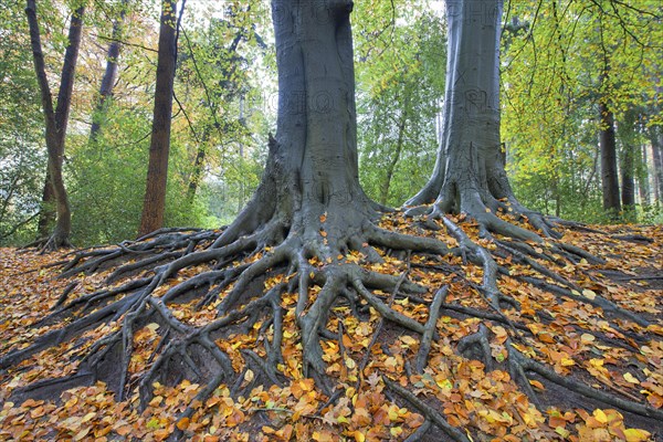 Tree roots of Common beech