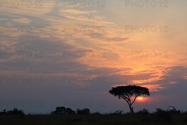 Sunrise behind umbrella acacia