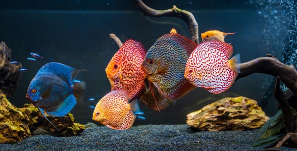 Fife colorful discus from the spieces Symphysodon discus in an aquarium