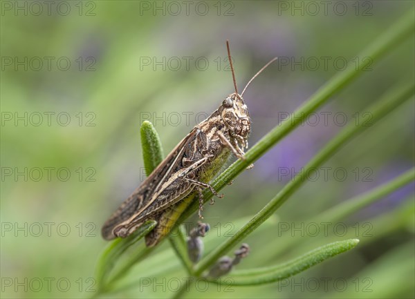 Common Field Grasshopper