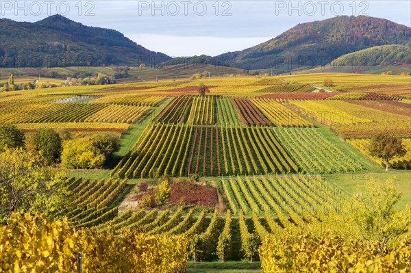 Vineyards in autumn colours