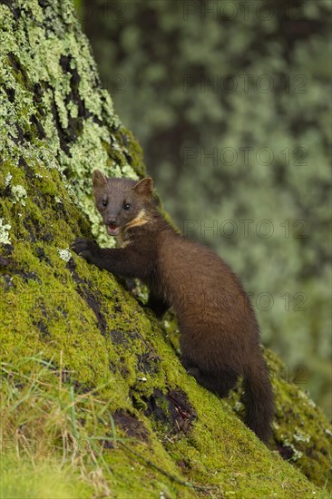European pine marten