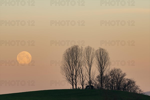 Black poplar