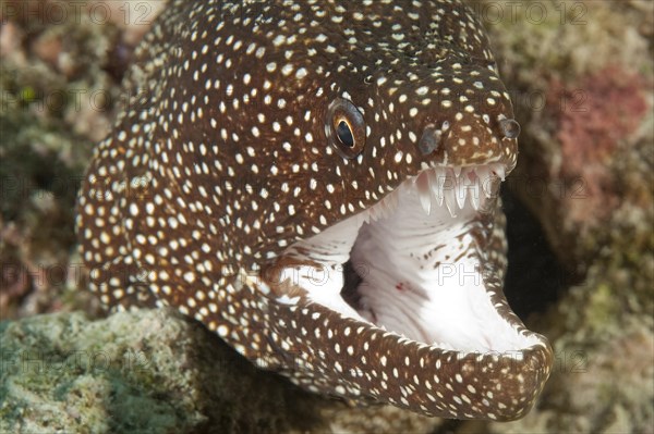 Turkey moray