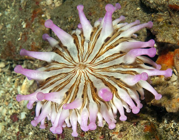 Club Anemone