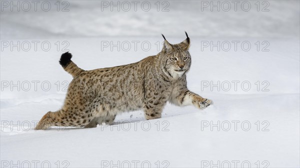 Eurasian lynx