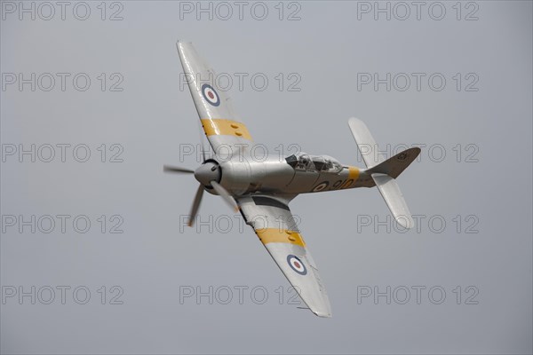 Hawker Sea Fury aircraft in flight in Royal Navy markings