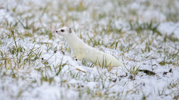 Stoat