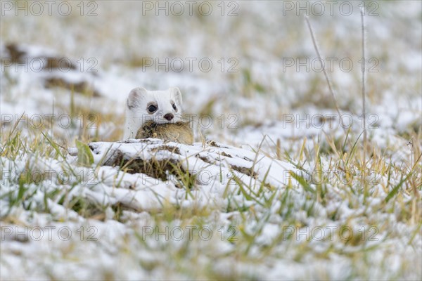 Stoat