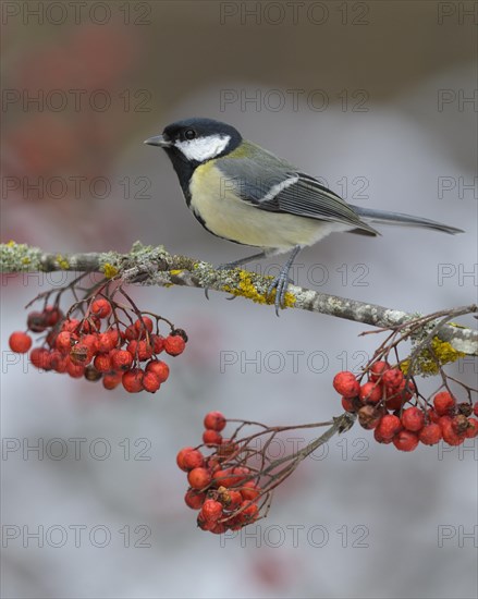 Great tit