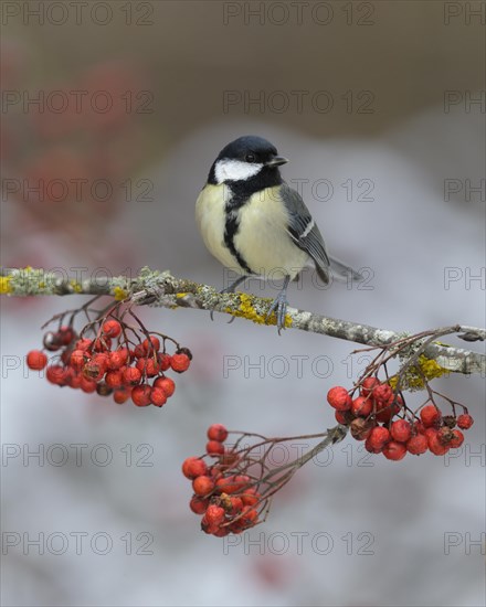 Great tit