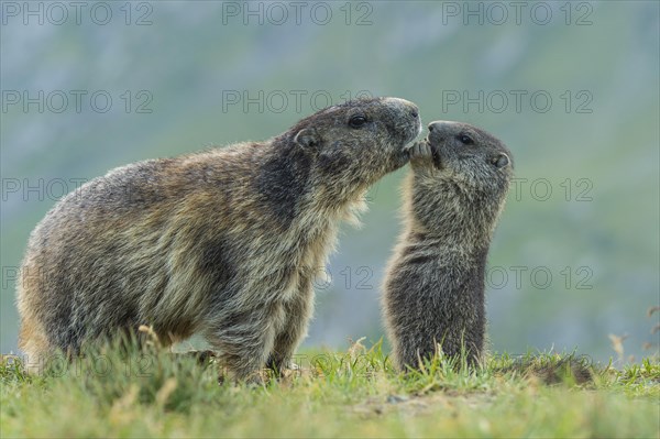 Marmot