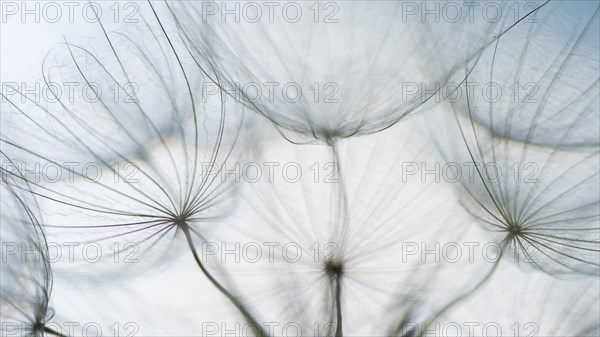 Filigree fruit stalks of a composite