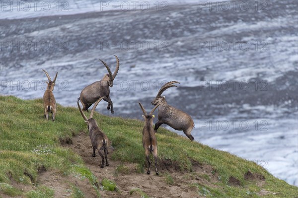 Fighting alpine ibex