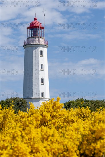 Lighthouse Dornbusch with blooming broom