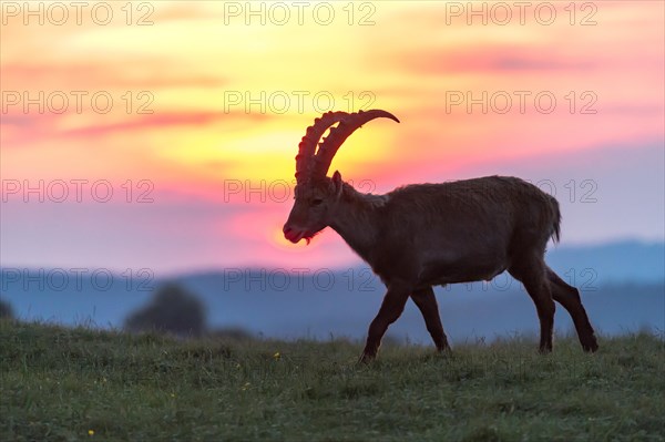 Alpine Ibex