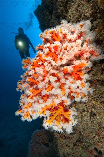 Yellow tree coral