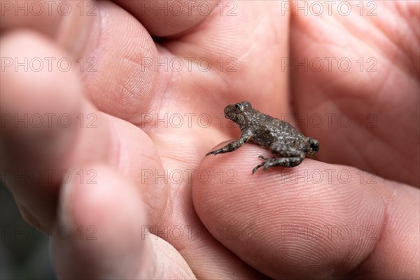 Yellow-bellied toad