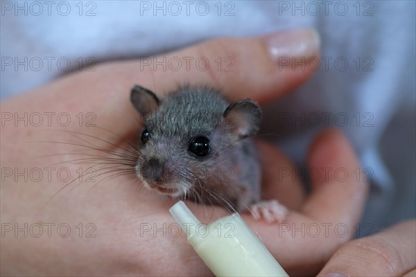 Edible dormouse