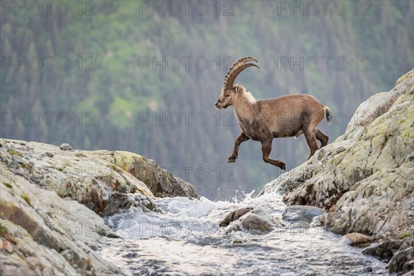 Alpine Ibex