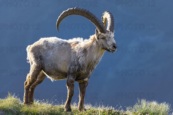 Alpine Ibex