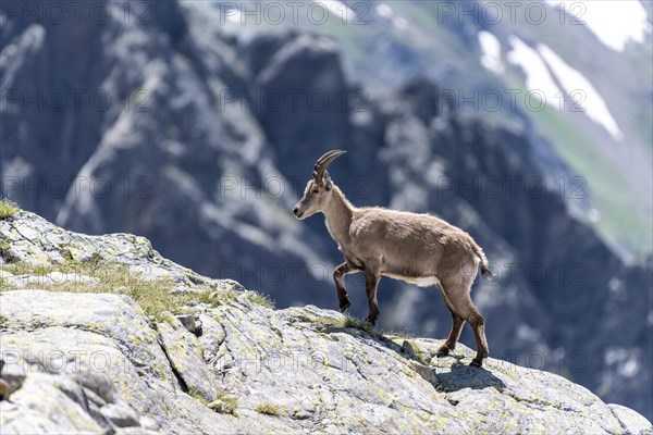 Alpine Ibex