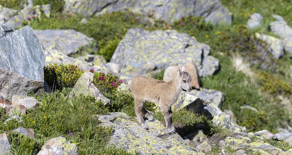 Alpine Ibex