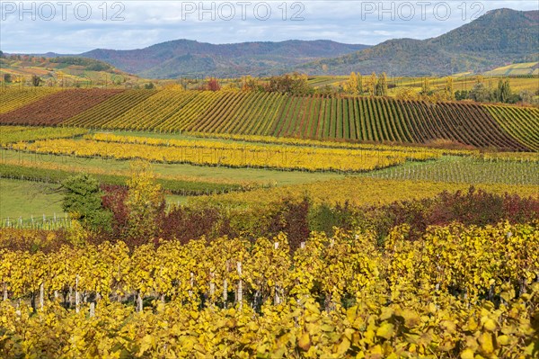 Vineyards in autumn colours