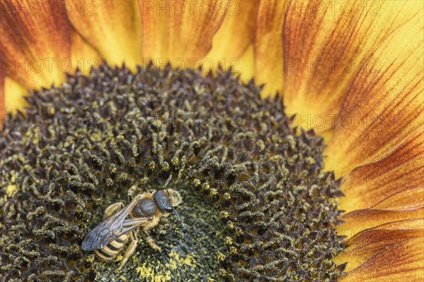 Sweat Bee