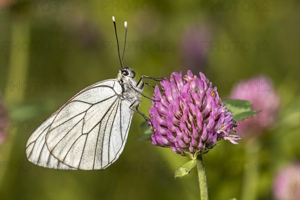 Black-veined white