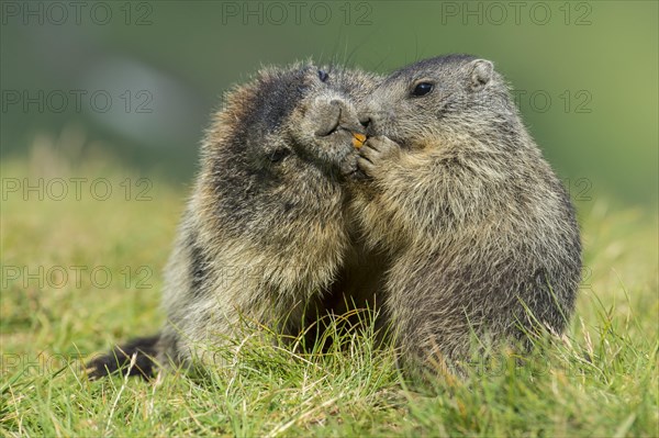 Marmot