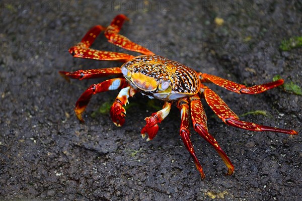 Red rock crab