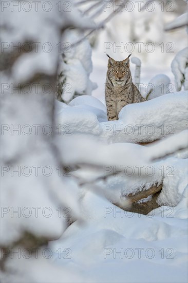 Eurasian lynx