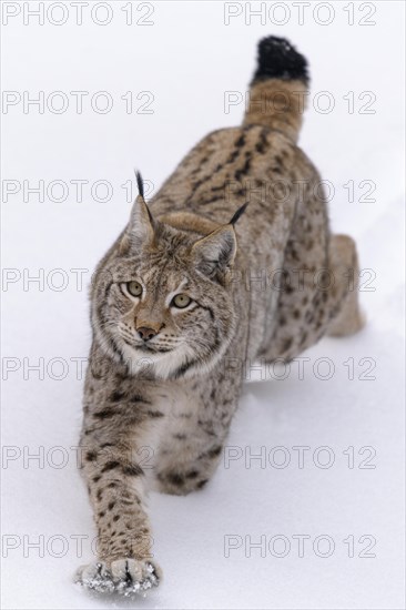 Eurasian lynx