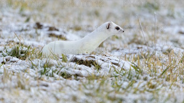 Stoat