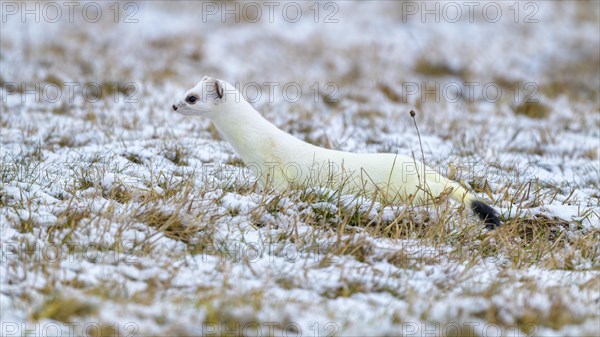 Stoat