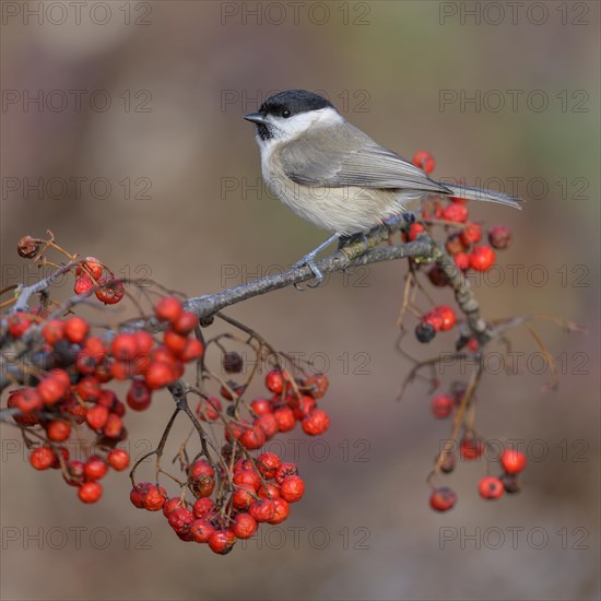 Marsh tit