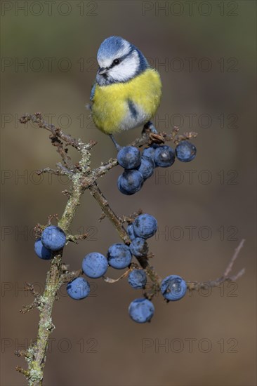 Blue tit