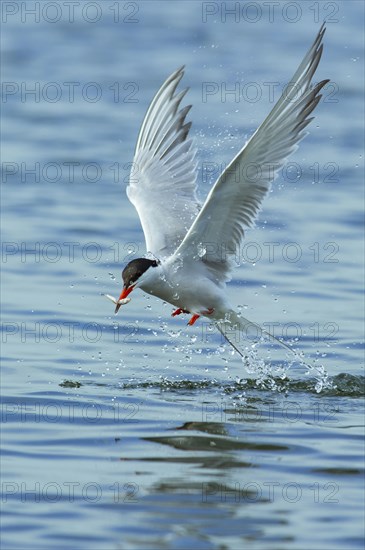 Common tern