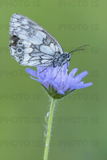 Marbled white