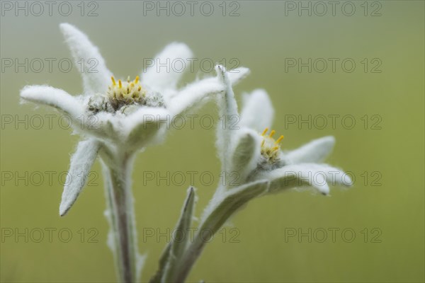 Edelweiss