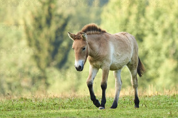 Przewalski's horse