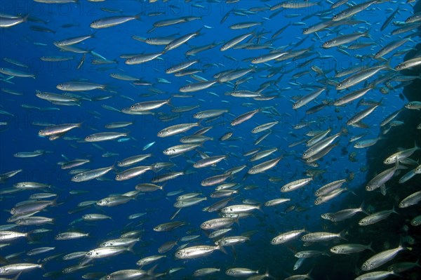 Shoal of fish with sardines