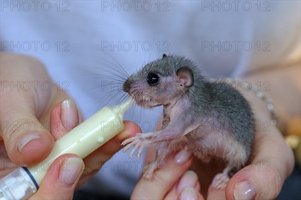 Edible dormouse