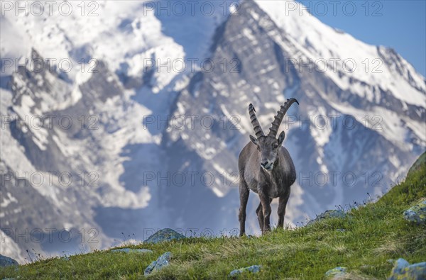 Alpine Ibex