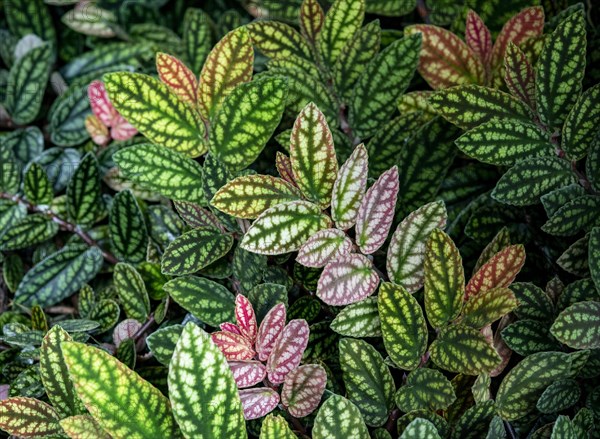 Green and purple patterned leaves