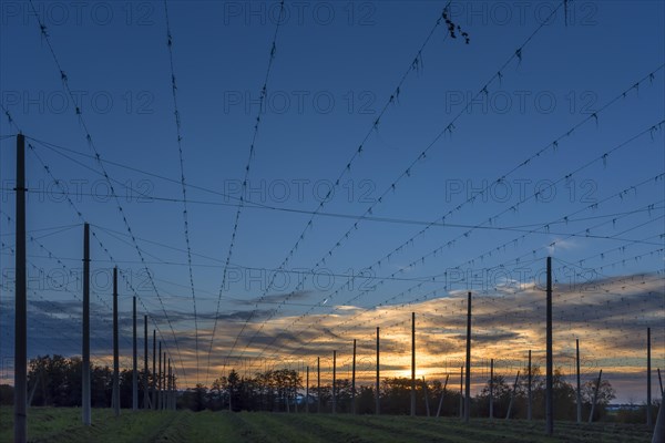 Sunset over harvested hop garden